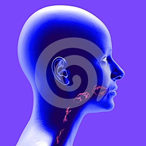 Disorders of swallowing, dysphagia. Head side view. The path of food, the act of swallowing.