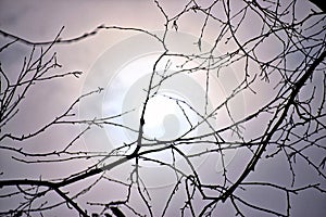 Disorganized Chaos - Silhouettes of Spiny Twigs against White Luminous Shining Center - Abstract Texture Background