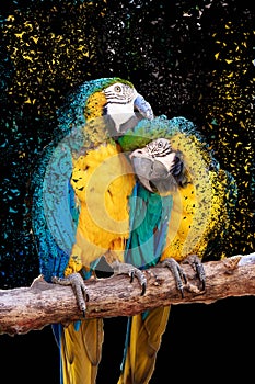 Disperse effect of two macaws