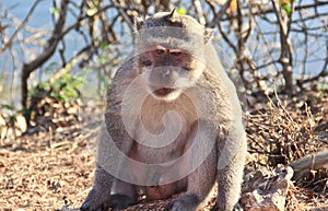 Dispirited monkey photo