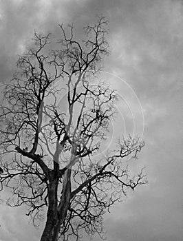 The dispirited tree in black and white mode photo