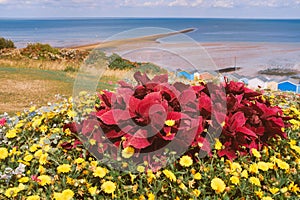 A display of a brightly coloured plant and wild flowers on the grass slopes behind beach huts in Whitstable