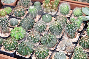 The display collection of miniature cactus plants on small brown pots in minimal style design inside botanical greenhouse garden