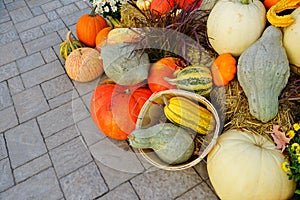 Display of colorful decorative heirloom pumpkins and gourds