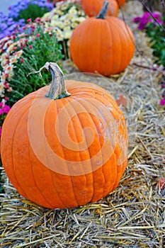 Display of colorful decorative heirloom pumpkins and gourds