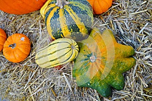 Display of colorful decorative heirloom pumpkins and gourds