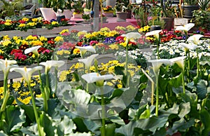 Display or colorful flowers in a flower shop