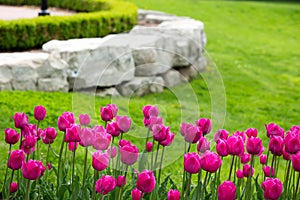 Display of colorful magenta tulips