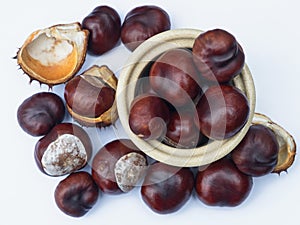 Display of Conkers in autumn in UK