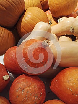Display of Cucurbitaceae or gourd family, Red Hubbard Squash, pumpkins and butternut squash