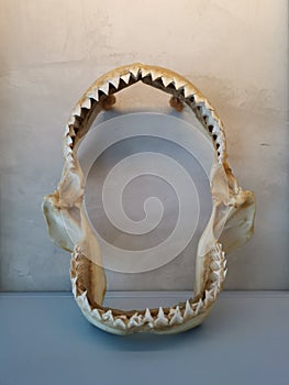 Display of the dead jaw bone skeleton of the shark.
