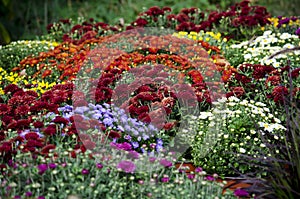 Display of fall mums