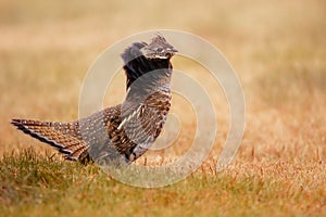 Display of fanned collar and tail of a ruffed grouse in autumn