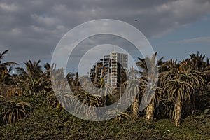 Display of Flowering Aloes with Tall Building Behind