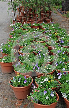 Display of flowers and plants with descriptive tags at local nursery