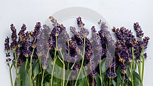 Display Fresh lavender flowers on white background, banner copy space