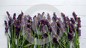 Display Fresh lavender flowers on white background, banner copy space