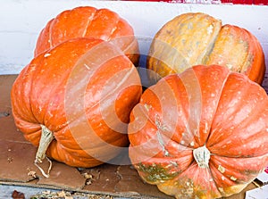 Display of large pumpkin squash