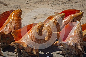 Display of large seashells for sale on Bavaro Beach photo