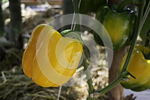 Display of local produce at outdoor farmers market