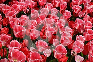 Display of mass of pink tulips, Keukenhof Gardens