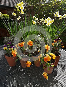 A display of orange pansies and yellow daffodils in terracotta pots.