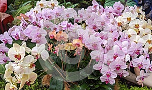 A display of orchis in the Atlanmta Botanical Gardens, Atl anta, GA