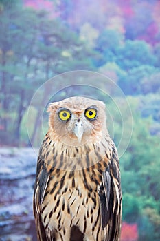 Philippine Eagle Owl