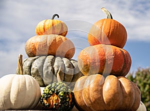 Display of Pumpkins ready for Halloween at Farmer`s  Market