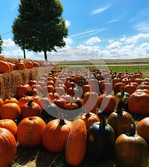 Display of pumpkins in rows for picking with blue skies and wisps of clouds.