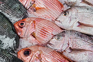 Display Red Snapper and Tilapia