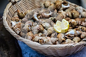 Display of small whelks or French bulots crustaceans in basket