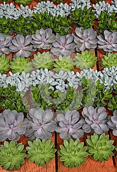 Display of succulnts and cactus in a flower market