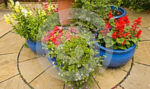 Patio pots containing summer bedding annuals photo