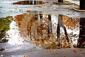 Displayed in the puddle of trees in the fall. Wet yellow autumn leaves floating in the puddle of water_