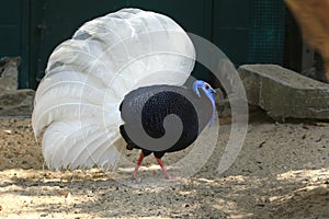 Displaying Bulwer pheasant