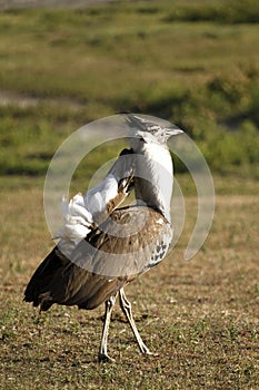 Displaying Kori Bustard