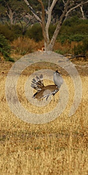 Displaying Kori Bustard