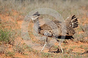 Displaying kori bustard photo