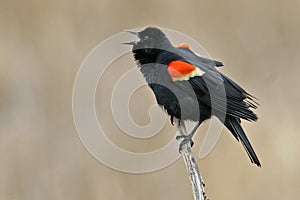 Displaying male Red Winged Blackbird, Agelaius phoeniceus