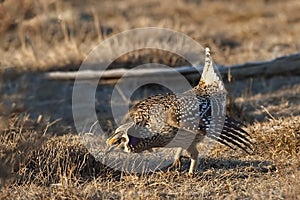 Displaying Sharp-Tailed Grouse, Tympanuchus phasianellus