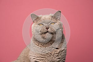 displeased british shorthair cat making funny face angrily on pink background