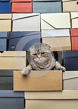 Displeased cat Scottish Fold climbed into a pile of folded shoe boxes and looks angrily to the side. Copy space