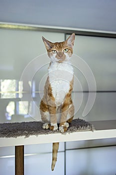 Displeased red cat devon rex sits high on a shelf