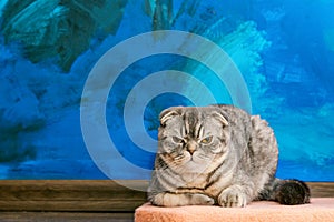 Displeased Scottish fold cat on the background of a colored blue wall. Gray scottish fold cat close-up. Displeased