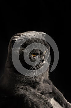 Displeased scottish fold cat sitting on black isolated background, silhouette
