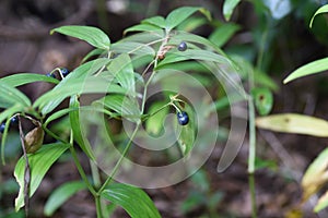 Disporum sessile berries.