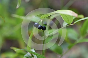 Disporum sessile berries.