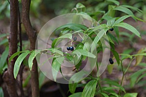 Disporum sessile berries.