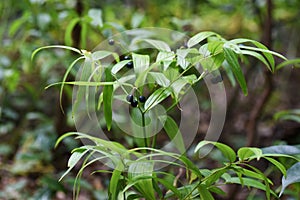 Disporum sessile berries.